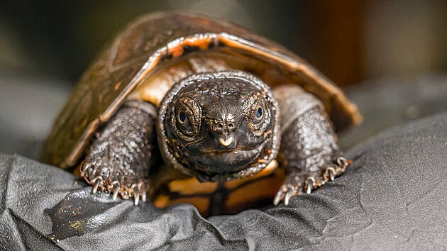Napínavý boj se šťastným koncem svedly v listopadu orlície bornejské, kterým se díky chovatelům poprvé podařilo bez pomoci dostat se z vajíček.