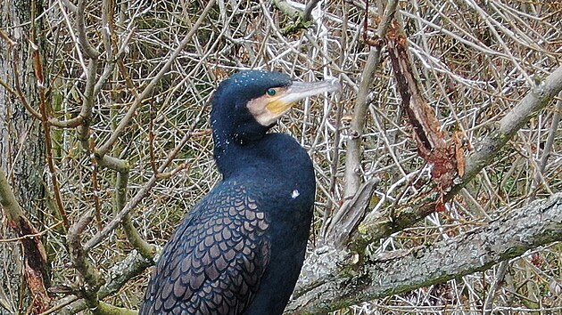 Kormorán velký je klíčovým rybožravým predátorem.