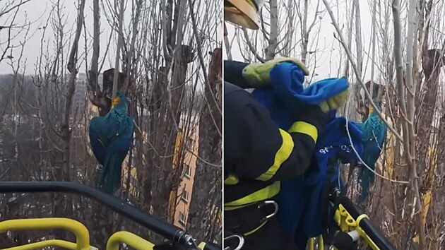 Hasiči v Karviné zachraňovali papouška uvázlého v koruně topolu. (24. ledna 2026)