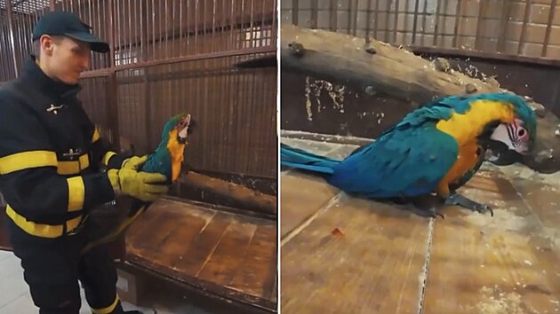 Hasiči v Karviné zachraňovali papouška uvázlého v koruně topolu. (24. ledna 2026)