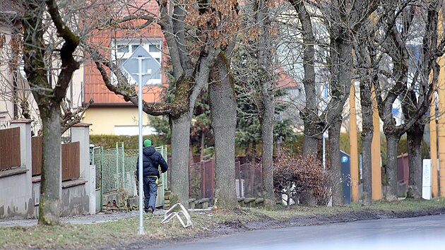 Stromořadí jasanů z jihlavské ulice 17. listopadu do konce března podle plánů magistrátu prakticky kompletně zmizí. Zůstanou jen mladé habry, nedávno zasazené ve vrchní části ulice.