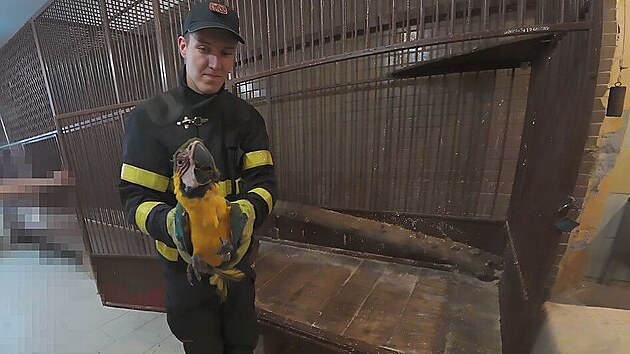 Ve špici vzrostlého topolu zůstal uvězněný papoušek, který nedokázal sám slétnout. (24. ledna 2026)