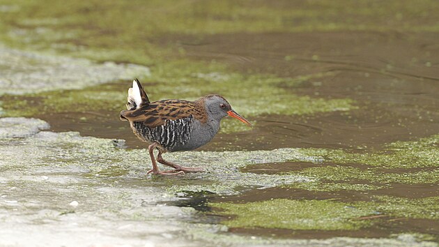 Vzácného chřástala vodního je v přírodě snadnější slyšet než spatřit. Nedávno navštívil i areál ostravské zoo.