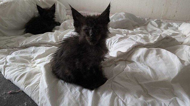 Žena v Brně chovala v bytě 45 koček ve spatných podmínkách. (6. února 2026)