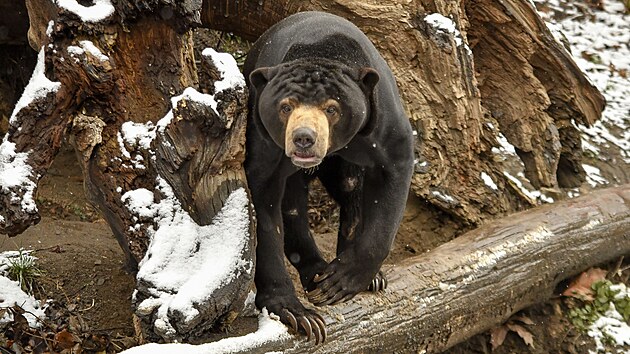 Zimní spánek? Ten je mu cizí. Medvěd malajský pochází z tropů, a tak pravé zimování nezná. V Jihlavě se sice v mrazu pohybuje o něco pomaleji, do venkovního výběhu se ale i na sněhu vydává pravidelně.
