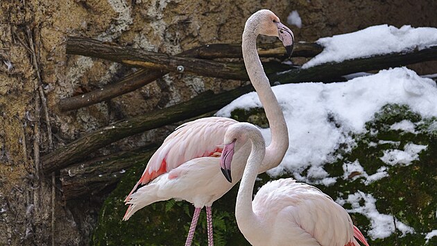 Mistři v úspoře energie. Plameňáci v zimě volí klidový režim. Většinu času tráví v temperovaném zázemí, kde díky svému peří a omezenému pohybu dokážou efektivně udržovat tělesnou teplotu.