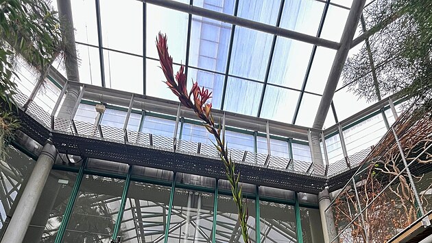 V Botanické zahradě v Liberci vykvetla po 31 letech Doryanthes palmeri. (únor 2026)