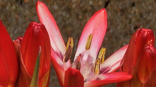 V Botanické zahradě v Liberci vykvetla po 31 letech Doryanthes palmeri. (únor 2026)