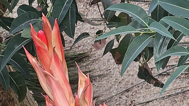 V Botanické zahradě v Liberci vykvetla po 31 letech Doryanthes palmeri. (únor 2026)