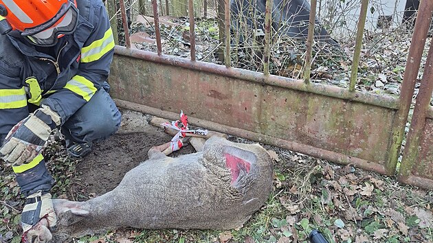 Vyděšený srnec se ve Zlíně zaklínil mezi příčky kovové brány, vysvobodili ho až přivolaní hasiči. (27. února 2026)