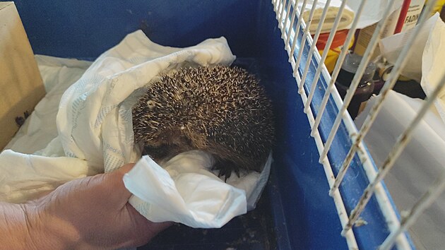 V zimě pečuje stanice hned o několik ježků.