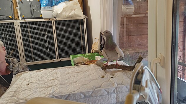 Holub přezdívaný cyklista, který nestačil uhnout jízdnímu kolu.