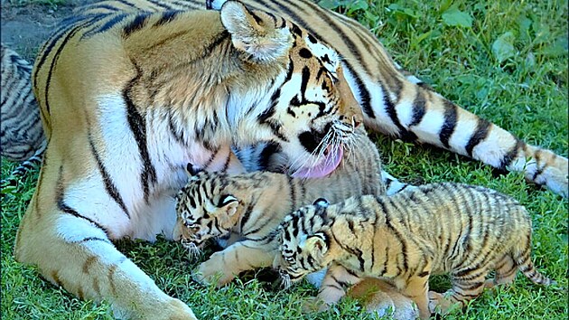 Samice tygra ussurijského Raja z hodonínské zoo odchovala poslední mláďata v roce 2017. Přivedla na svět celkem pět tygrů a jednu tygřici.