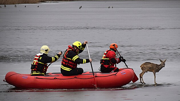 Záchrana srnce uvězněného na tajícím ledu uprostřed rybníka v Náramči na Třebíčsku (1. března 2026)