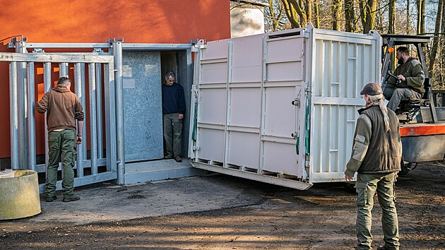 Z Magdeburgu do dvorského Safari Parku dorazila nová samice kriticky ohroženého nosorožce dvourohého východního Malia. (3. března 2026)