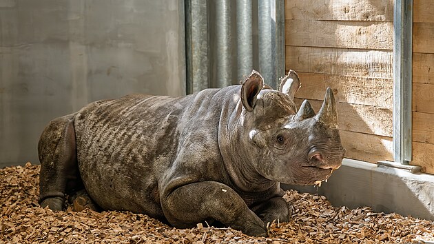 V královédvorském Safari Parku se zabydluje 2,5letá samice nosorožce dvourohého východního Malia. (4. března 2026)