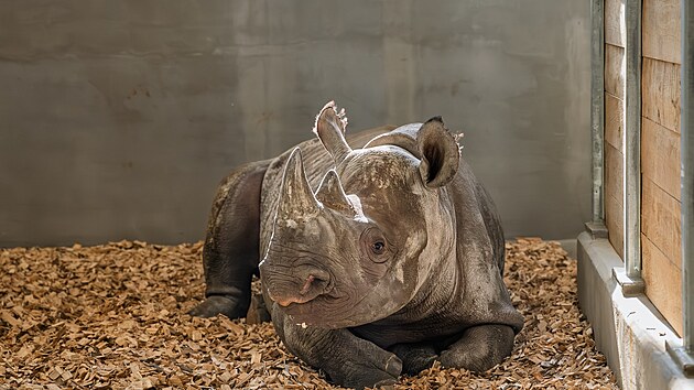 V královédvorském Safari Parku se zabydluje 2,5letá samice nosorožce dvourohého východního Malia. (4. března 2026)