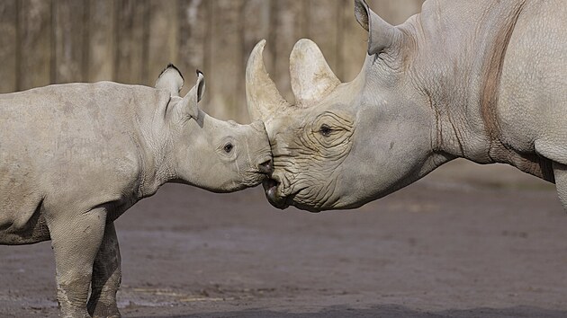 Samička nosorožce dvourohého východního Malia sa její matka Malaika (2024)