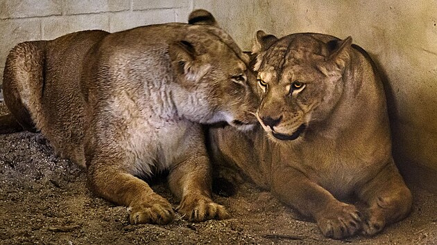 Do Zoo Zl&iacute;n dorazily dvě lvice, kter&eacute; st&aacute;t zabavil soukrom&eacute;mu chovateli. (březen 2026)