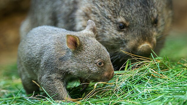 Zoo Praha, vombatí mládě, vak, březen 2026