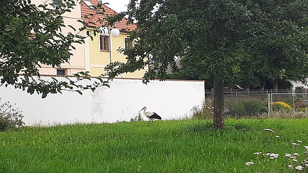 Čap&iacute; dvojici na kom&iacute;ně ve Sp&aacute;len&eacute;m Poř&iacute;č&iacute; na Plzeňsku ohrozil dron. (7. dubna 2026)