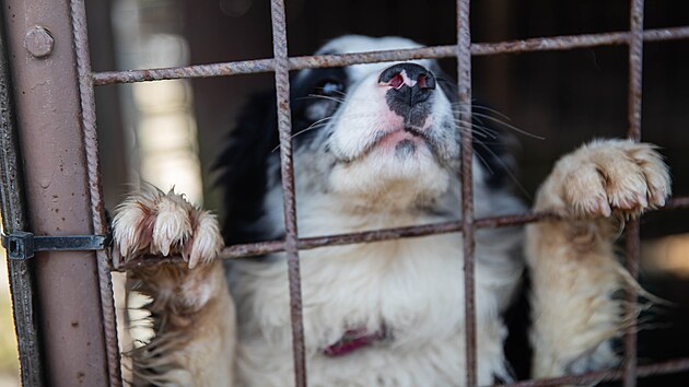 Psi v &uacute;tulku v olomouck&eacute; č&aacute;sti Neřed&iacute;n čekaj&iacute; na adopci. (4. března 2026)