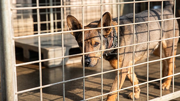 Psi v &uacute;tulku v olomouck&eacute; č&aacute;sti Neřed&iacute;n čekaj&iacute; na adopci. (4. března 2026)