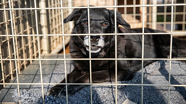 Psi v &uacute;tulku v olomouck&eacute; č&aacute;sti Neřed&iacute;n čekaj&iacute; na adopci. (4. března 2026)