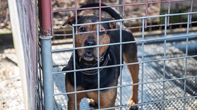 Psi v &uacute;tulku v olomouck&eacute; č&aacute;sti Neřed&iacute;n čekaj&iacute; na adopci. (4. března 2026)