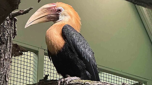 Samec zoborožce guinejsk&eacute;ho dorazil do brněnsk&eacute; zoo z maďarsk&eacute;ho Szegedu, kde se narodil v loňsk&eacute;m roce. (15. dubna 2026)