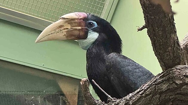 Dvoulet&aacute; samice zoborožce guinejsk&eacute;ho poch&aacute;z&iacute; z at&eacute;nsk&eacute; zoo. (15. dubna 2026)