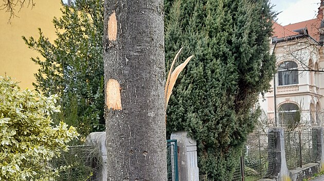 Nezn&aacute;m&yacute; vandal po&scaron;kodil devět mlad&yacute;ch l&iacute;p v Mozartově a Zborovsk&eacute; ulici v Liberci.