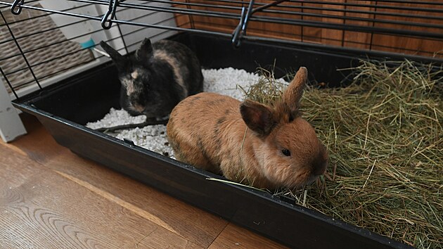 Spolek Doggoland se věnuje p&eacute;či o opu&scaron;těn&aacute; a probl&eacute;mov&aacute; zv&iacute;řata, hlavně psy. Z&aacute;zem&iacute; tam v&scaron;ak mohou naj&iacute; i jin&aacute; zv&iacute;řata, třeba kr&aacute;l&iacute;ci.