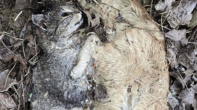 Ve Vesel&iacute; nad Moravou byly na zač&aacute;tku dubna 2026 nalezeny čtyři kočky, kter&eacute; nezn&aacute;m&yacute; pachatel zřejmě chytil do pasti a ut&yacute;ral.