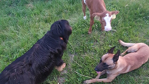 Život na farmě.
