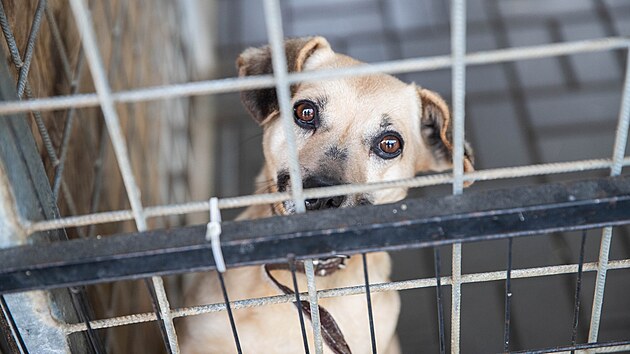 Psi v &uacute;tulku v olomouck&eacute; č&aacute;sti Neřed&iacute;n čekaj&iacute; na adopci. (4. března 2026)