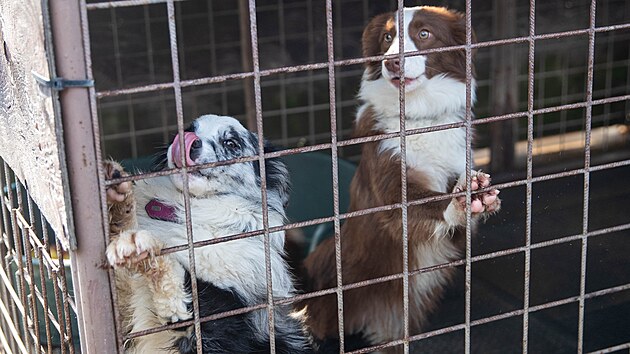 Psi v &uacute;tulku v olomouck&eacute; č&aacute;sti Neřed&iacute;n čekaj&iacute; na adopci. (4. března 2026)