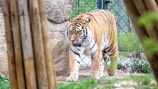 Naděje pro ohrožen&yacute; druh. Zoo Zl&iacute;n přiv&iacute;tala samce tygra ussurijsk&eacute;ho, jmenuje se Ambasador a přivezli jej z Německa. (duben 2026)