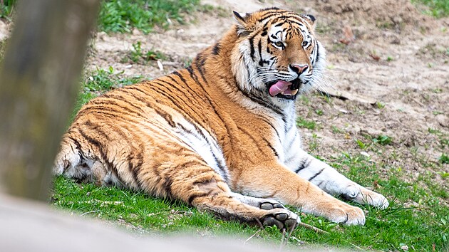 Naděje pro ohrožen&yacute; druh. Zoo Zl&iacute;n přiv&iacute;tala samce tygra ussurijsk&eacute;ho, jmenuje se Ambasador a přivezli jej z Německa. (duben 2026)