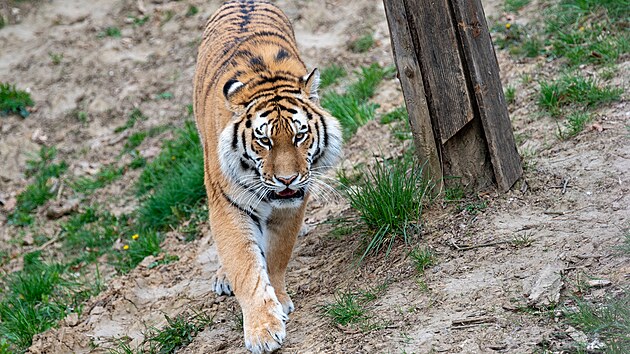 Naděje pro ohrožen&yacute; druh. Zoo Zl&iacute;n přiv&iacute;tala samce tygra ussurijsk&eacute;ho, jmenuje se Ambasador a přivezli jej z Německa. (duben 2026)