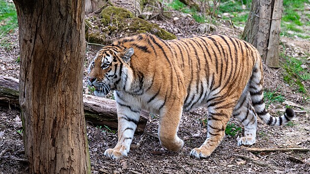 Naděje pro ohrožen&yacute; druh. Zoo Zl&iacute;n přiv&iacute;tala samce tygra ussurijsk&eacute;ho, jmenuje se Ambasador a přivezli jej z Německa. (duben 2026)