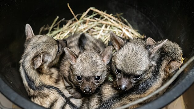 Čtyři ml&aacute;ďata hyenek hřivnat&yacute;ch podstoupila veterin&aacute;rn&iacute; kontrolu. (14. dubna 2026)