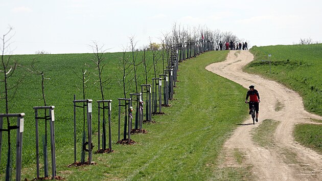 Vys&aacute;zeli deset lip do Aleje para&scaron;utistů na připom&iacute;nku v&yacute;sadků do Protektor&aacute;tu. (19. dubna 2026)