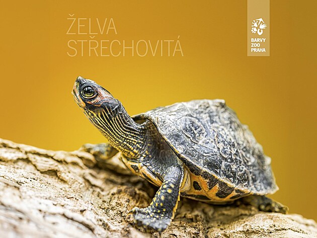 Želva střechovitá v Zoo Praha