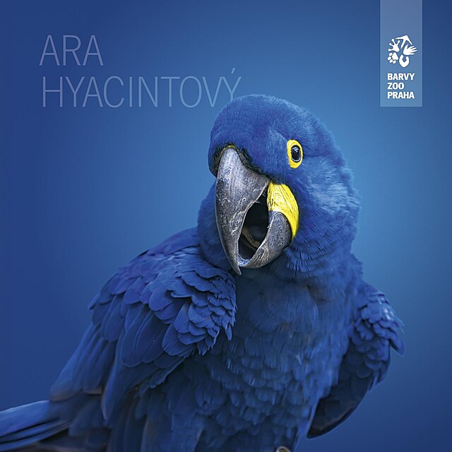Ara hyacintový v Zoo Praha
