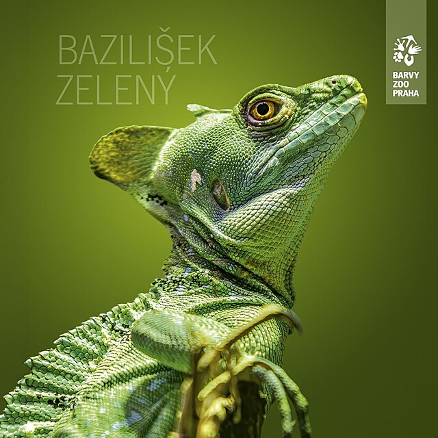 Bazilišek zelený v Zoo Praha