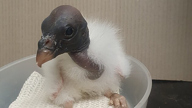 Ml&aacute;dě kondora kr&aacute;lovsk&eacute;ho během v&aacute;žen&iacute; v z&aacute;zem&iacute; Zoo Ostrava. Ve věku 40 dn&iacute; měla tato samička 1 622 gramů.