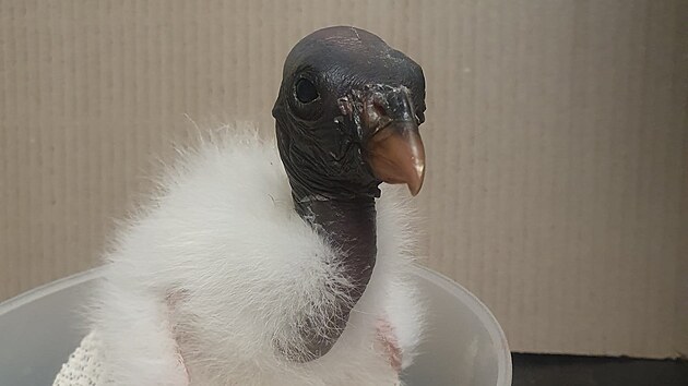 Ml&aacute;dě kondora kr&aacute;lovsk&eacute;ho během v&aacute;žen&iacute; v z&aacute;zem&iacute; Zoo Ostrava. Ve věku 40 dn&iacute; měla tato samička 1 622 gramů.