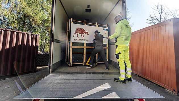 Čtveřice kriticky ohrožen&yacute;ch samců bonga horsk&eacute;ho dorazila z Evropy do sv&eacute; domoviny v Keni.