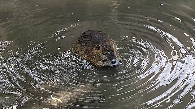 Nutrie, kter&eacute; si kuřimsk&aacute; radnice sama před lety do koryta Kuřimky nasadila jako maskoty, dnes představuj&iacute; probl&eacute;m. Vodn&iacute; hlodavec poch&aacute;zej&iacute;c&iacute; z Jižn&iacute; Ameriky u n&aacute;s totiž nem&aacute; přirozen&eacute;ho nepř&iacute;tele.